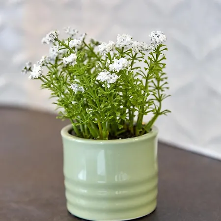 Exterior ママイア